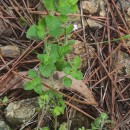 Clinopodium nepeta (L.) KuntzeClinopodium nepeta (L.) Kuntze