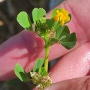 Medicago polymorpha L.Medicago polymorpha L.