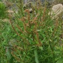 Rumex rupestris Le GallRumex rupestris Le Gall