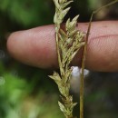 Carex paniculata L. subsp. lusitanica (Schkuhr) MaireCarex paniculata L. subsp. lusitanica (Schkuhr) Maire