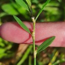 Polygonum aviculare L. subsp. rurivagum (Boreau) BerherPolygonum aviculare L. subsp. rurivagum (Boreau) Berher