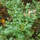 Vaccinium myrtillus L.Vaccinium myrtillus L.