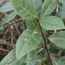 Laurus nobilis L.Laurus nobilis L.