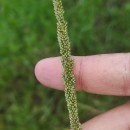 Sporobolus indicus (L.) R. Br.Sporobolus indicus (L.) R. Br.