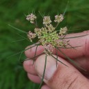 Daucus carota  L.Daucus carota  L.