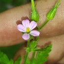 Geranium purpureum Vill.Geranium purpureum Vill.