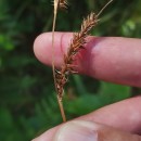 Carex laevigata Sm.Carex laevigata Sm.