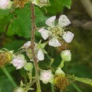 Rubus vestitus WeiheRubus vestitus Weihe