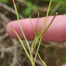 Isolepis fluitans (L.) R.Br.Isolepis fluitans (L.) R.Br.