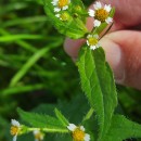 Galinsoga quadriradiata Ruiz & Pav.Galinsoga quadriradiata Ruiz & Pav.