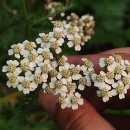 Achillea millefolium L.Achillea millefolium L.