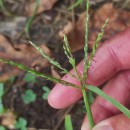 Digitaria ciliaris (Retz.) KoelerDigitaria ciliaris (Retz.) Koeler