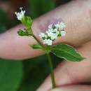 Valeriana dioica L.Valeriana dioica L.