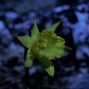 Narcissus minor L. subsp. asturiensis (Jord.) Barra & G. LópezNarcissus minor L. subsp. asturiensis (Jord.) Barra & G. López