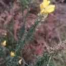 Ulex europaeus L. subsp. europaeusUlex europaeus L. subsp. europaeus