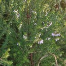 Erica erigena R. RossErica erigena R. Ross