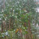 Eucalyptus obliqua L'Hér.Eucalyptus obliqua L'Hér.