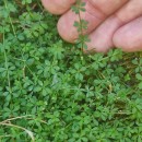 Galium saxatile L. subsp. vivianum (Kliphuis) Ehrend.Galium saxatile L. subsp. vivianum (Kliphuis) Ehrend.