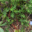 Glandora prostrata (Loisel.) D.C.ThomasGlandora prostrata (Loisel.) D.C.Thomas