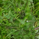 Sonchus asper (L.) HillSonchus asper (L.) Hill