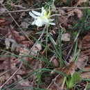 Narcissus triandrus L. subsp. triandrusNarcissus triandrus L. subsp. triandrus