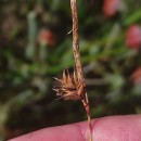 Carex durieui Steud. ex KunzeCarex durieui Steud. ex Kunze