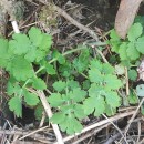 Chelidonium majus L.Chelidonium majus L.