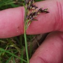 Luzula multiflora (Ehrh.) Lej.Luzula multiflora (Ehrh.) Lej.