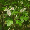 Crataegus monogyna Jacq.Crataegus monogyna Jacq.