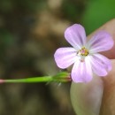 Geranium robertianum L.Geranium robertianum L.