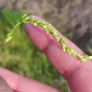 Persicaria hydropiper (L.) SpachPersicaria hydropiper (L.) Spach