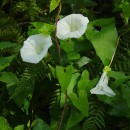 Calystegia sepium (L.) R. Br.Calystegia sepium (L.) R. Br.