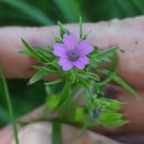 Geranium dissectum L.Geranium dissectum L.