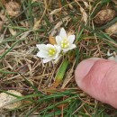 Ornithogalum broteroi M. LaínzOrnithogalum broteroi M. Laínz