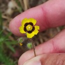 Tuberaria guttata (L.) Fourr.Tuberaria guttata (L.) Fourr.