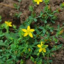 Hypericum humifusum L.Hypericum humifusum L.