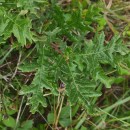 Quercus pyrenaica Willd.Quercus pyrenaica Willd.