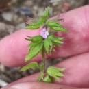 Stachys arvensis (L.) L.Stachys arvensis (L.) L.