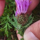 Centaurea corcubionensis M. LaínzCentaurea corcubionensis M. Laínz