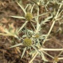 Eryngium campestre L.Eryngium campestre L.