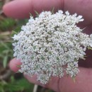 Daucus carota  L.Daucus carota  L.