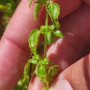 Mercurialis annua L.Mercurialis annua L.