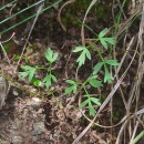 Conopodium majus (Gouan) LoretConopodium majus (Gouan) Loret