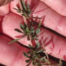 Sesamoides suffruticosa (Lange) KuntzeSesamoides suffruticosa (Lange) Kuntze