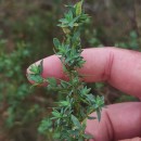 Genista berberidea LangeGenista berberidea Lange