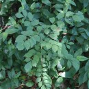 Fraxinus angustifolia Vahl subsp. angustifoliaFraxinus angustifolia Vahl subsp. angustifolia