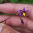 Solanum dulcamara L.Solanum dulcamara L.