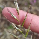 Helictochloa marginata (Lowe) Romero ZarcoHelictochloa marginata (Lowe) Romero Zarco