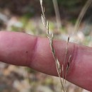 Molinia caerulea (L.) MoenchMolinia caerulea (L.) Moench