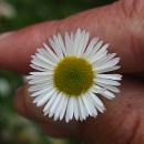 Erigeron karvinskianus DC.Erigeron karvinskianus DC.